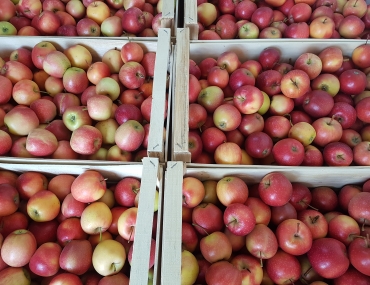 Illuminati Frutta: 9.600 kg di mele donati all'Emporio
